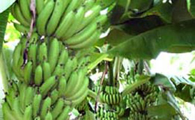 南寧壇洛優(yōu)質(zhì)新鮮香蕉大量供應(yīng)——生鮮水果優(yōu)選